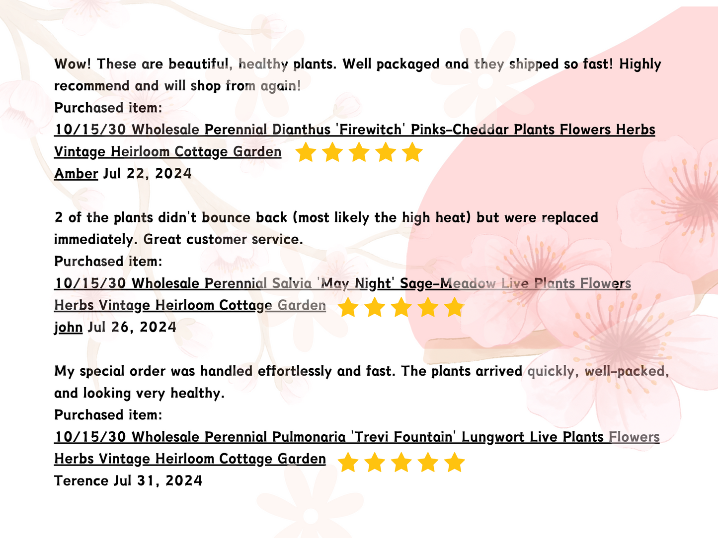 Sagina subulata Irish Moss