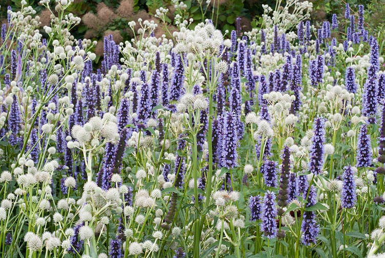 Agastache 'Black Adder' Anise Hyssop
