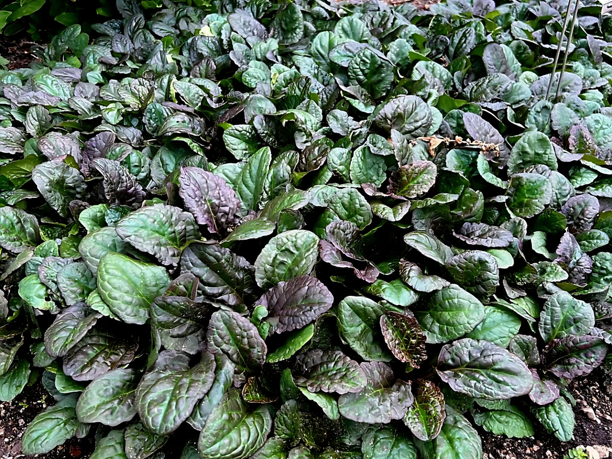 320 Ajuga 'Caitlin's Giant'