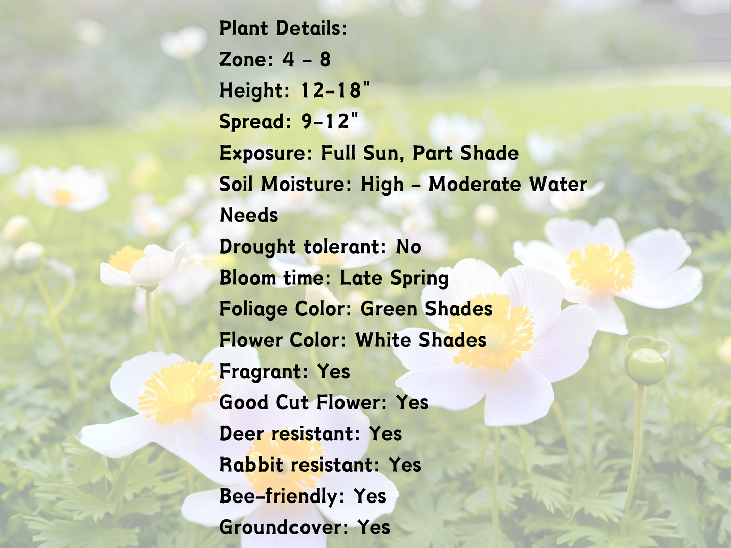 Anemone sylvestris Snowdrop