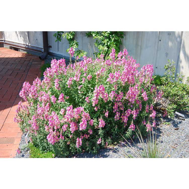 Antirrhinum hispancium 'Roseum' Snapdragon