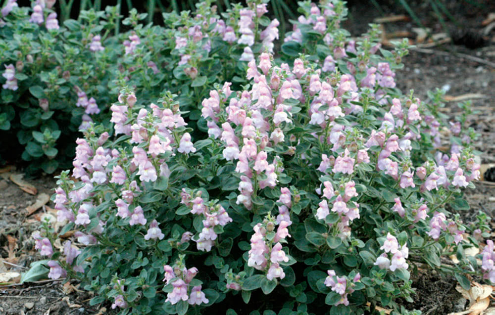 Antirrhinum hispancium 'Roseum' Snapdragon
