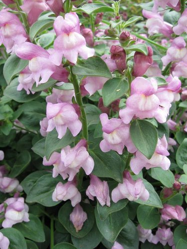 Antirrhinum hispancium 'Roseum' Snapdragon