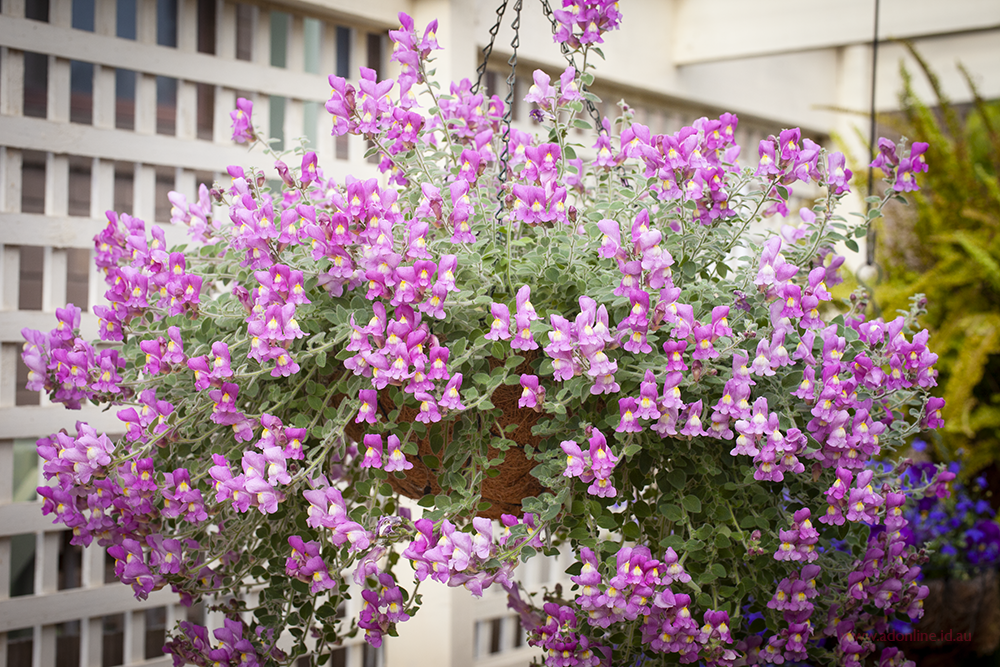 Antirrhinum hispancium 'Roseum' Snapdragon