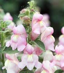 Antirrhinum hispancium 'Roseum' Snapdragon