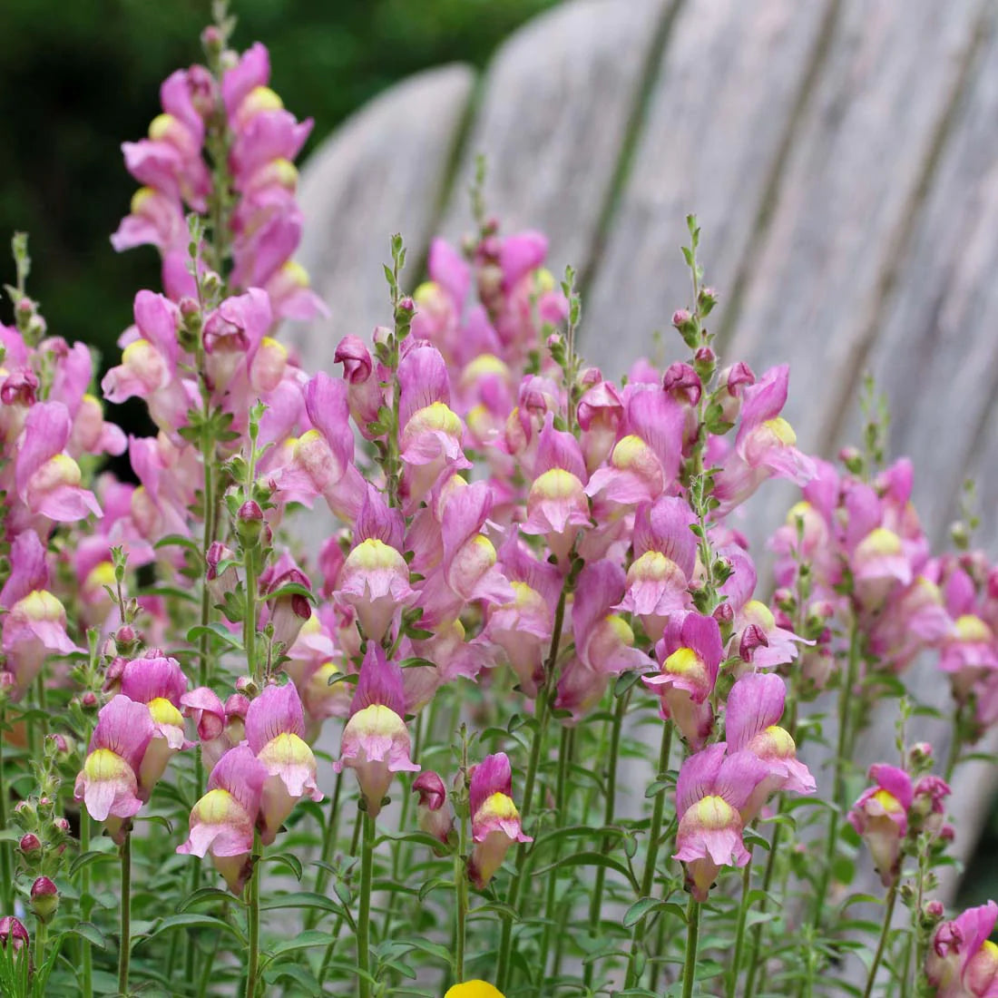 Antirrhinum hispancium 'Roseum' Snapdragon
