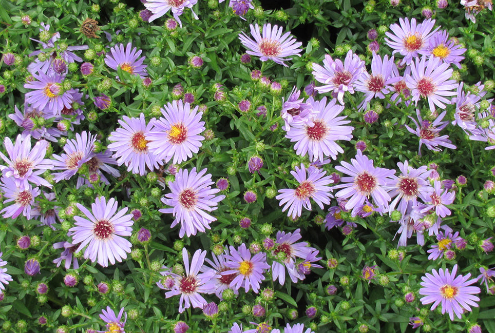 Aster 'Wood's Light Blue'