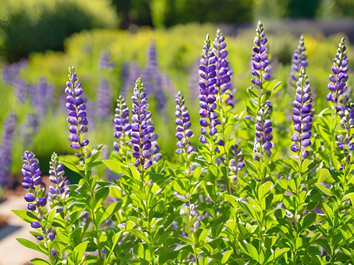Baptisia australis