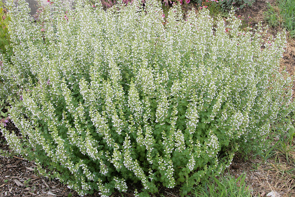 Calamintha nepeta 'Montrose White'