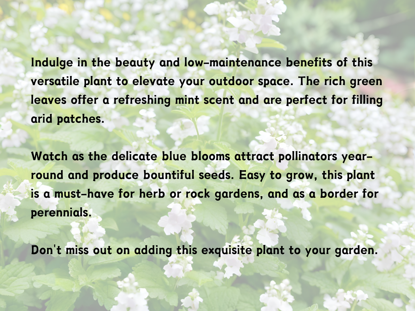 Calamintha nepeta