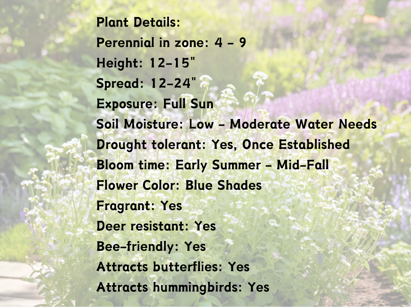 Calamintha nepeta