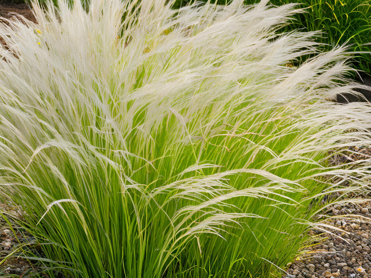 Carex albicans