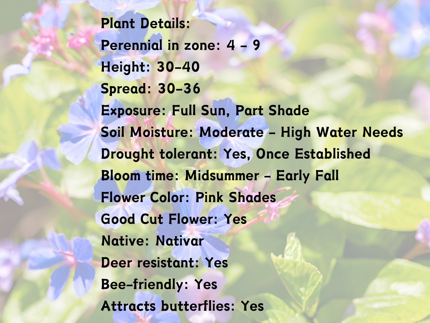 320 Ceratostigma plumbaginoides