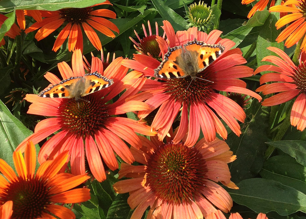 Echinacea Butterfly™ Orange Skipper™