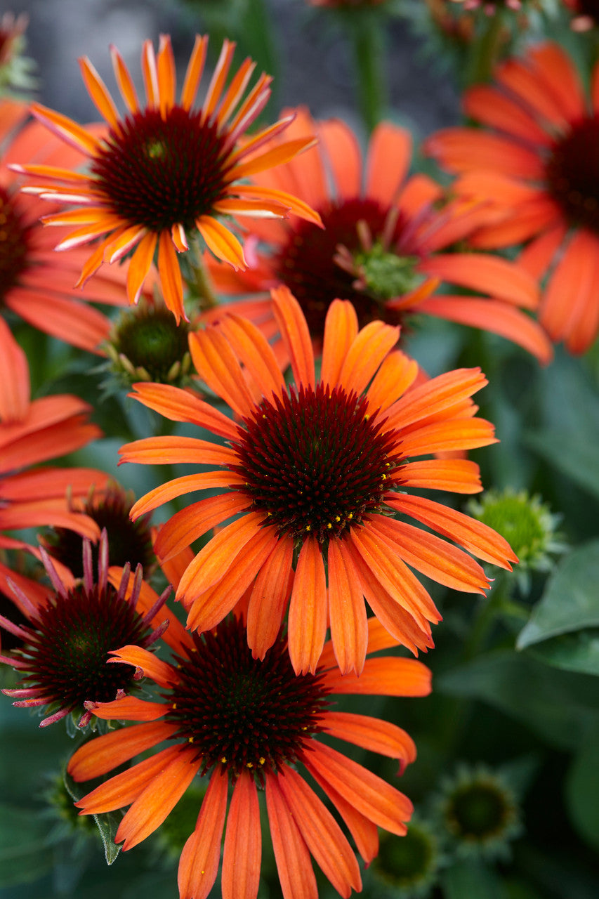 Echinacea Butterfly™ Orange Skipper™