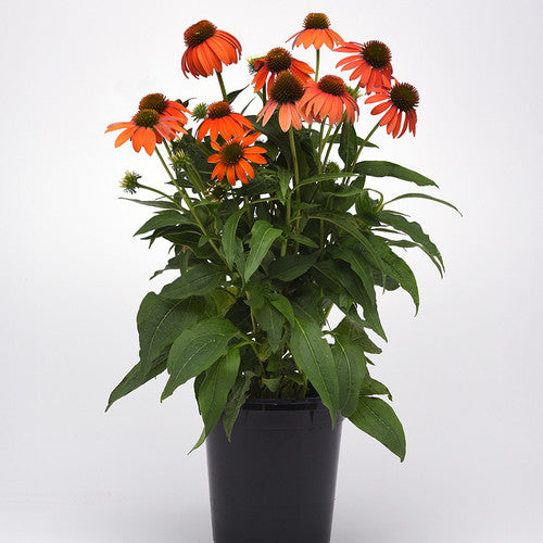 Echinacea Postman™