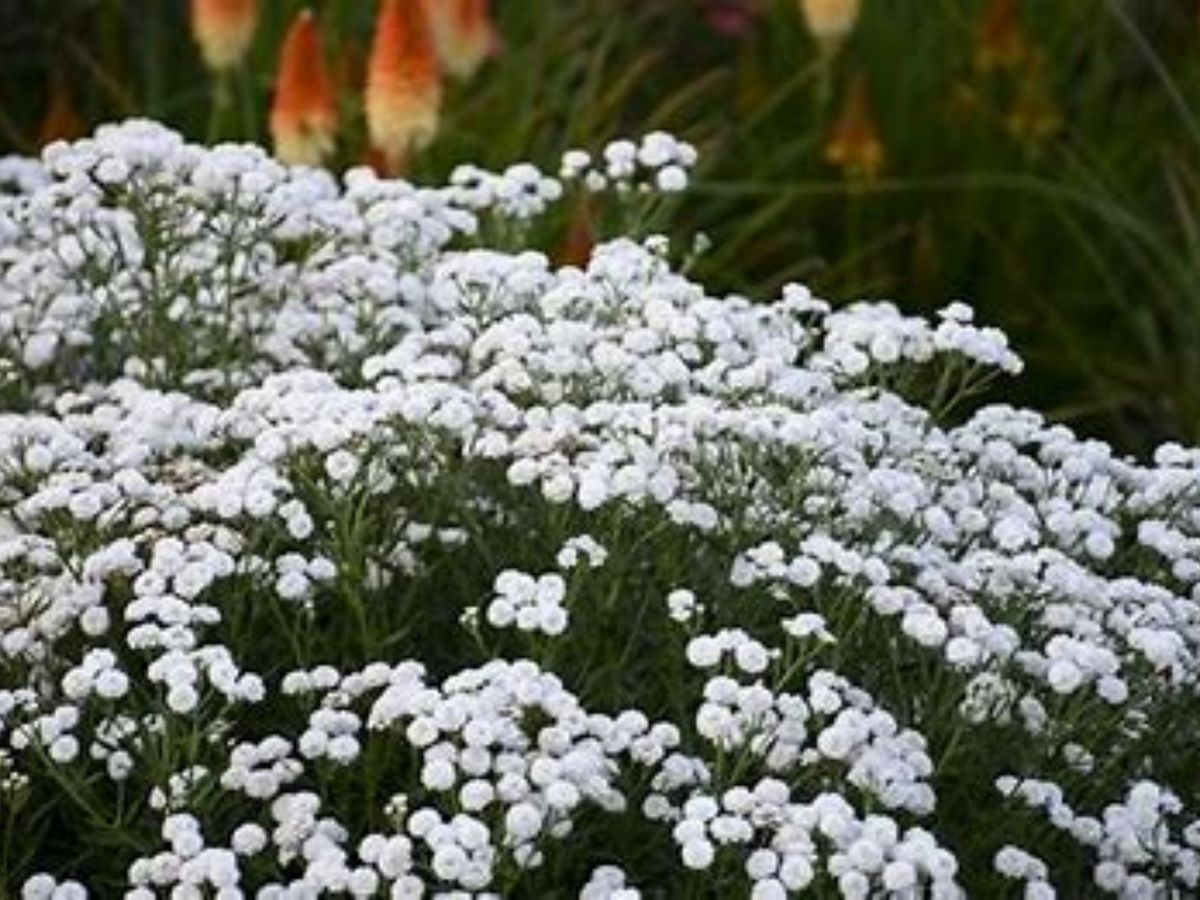 320 Galium odoratum