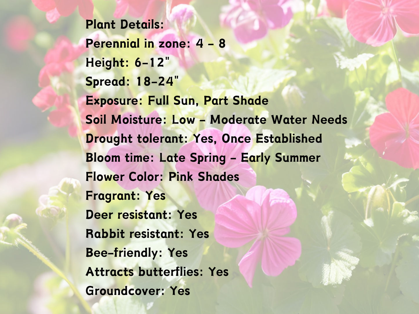 Geranium 'Bevan's Variety'