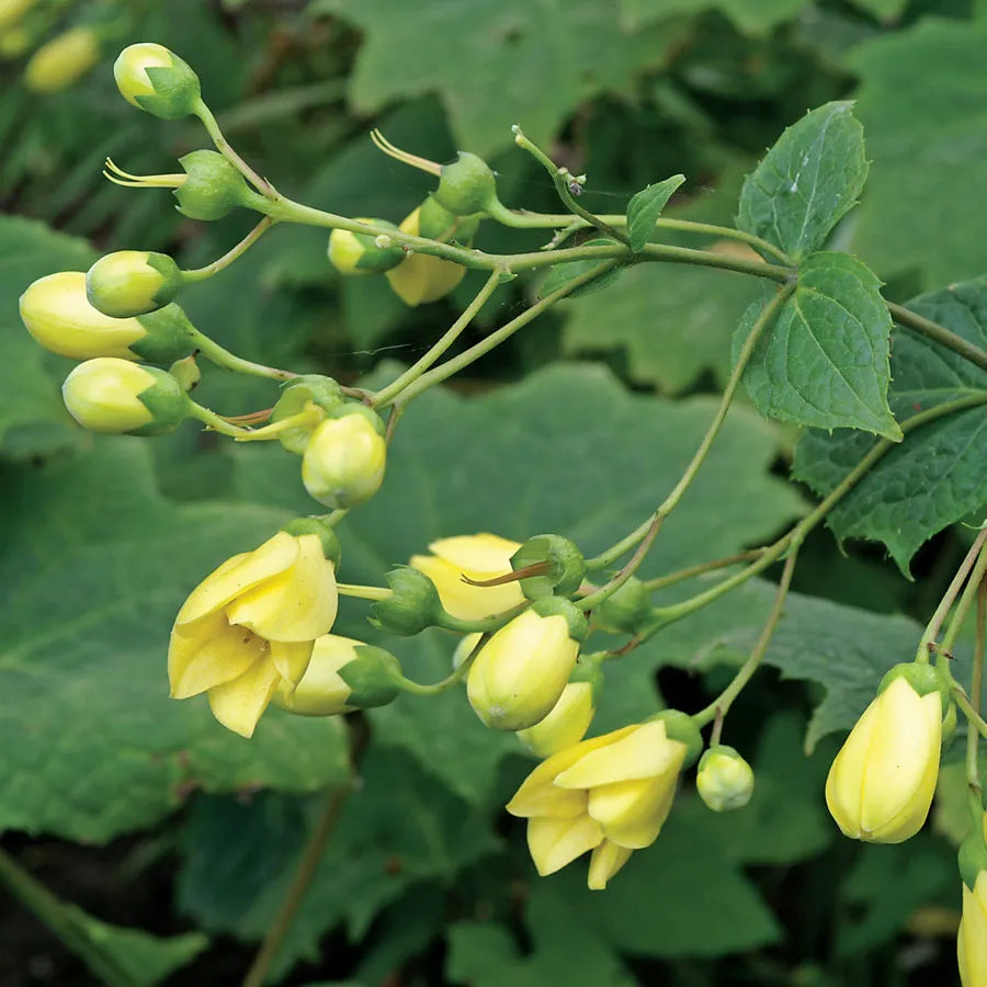 Kirengeshoma palmata Yellow Wax Bells