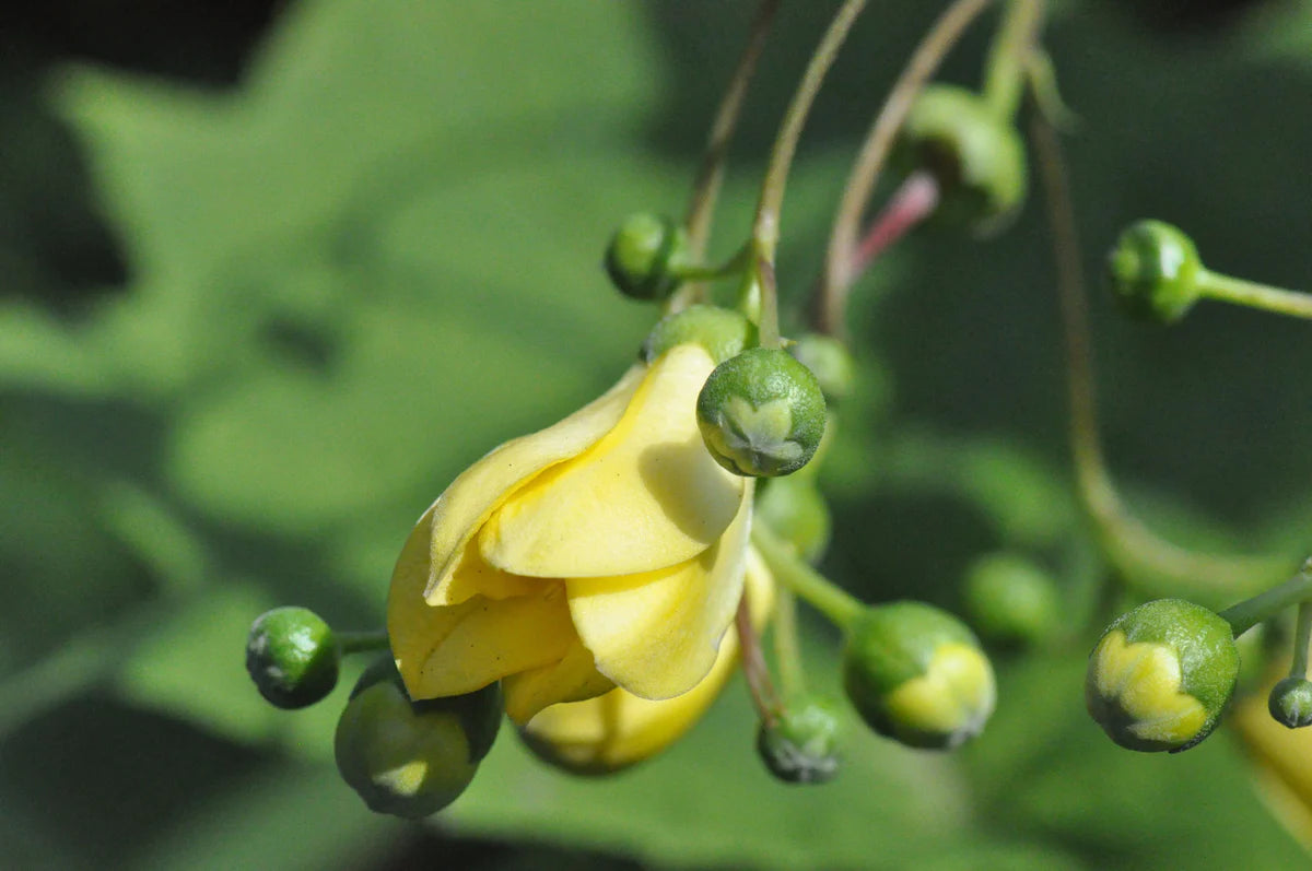 Kirengeshoma palmata Yellow Wax Bells