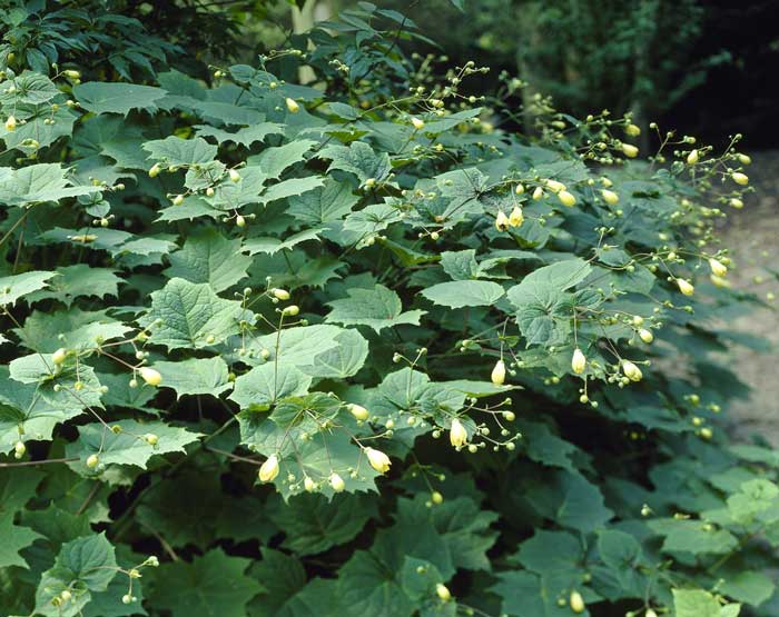 Kirengeshoma palmata Yellow Wax Bells