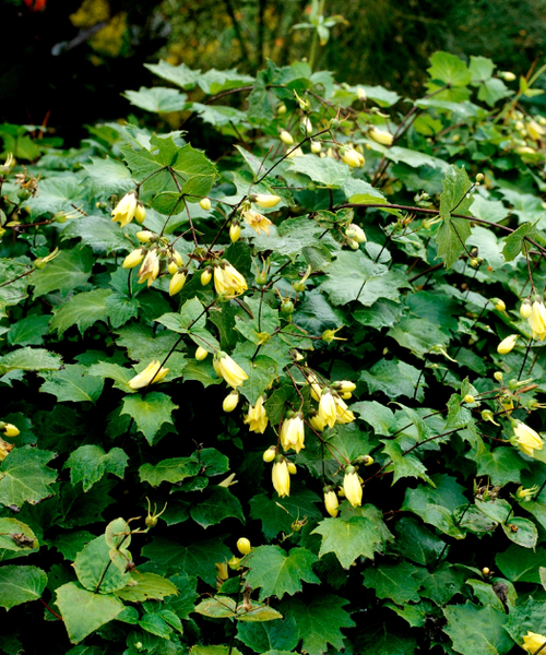 Kirengeshoma palmata Yellow Wax Bells