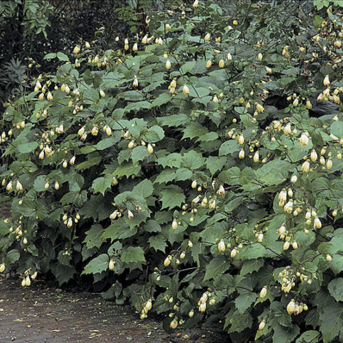 Kirengeshoma palmata Yellow Wax Bells