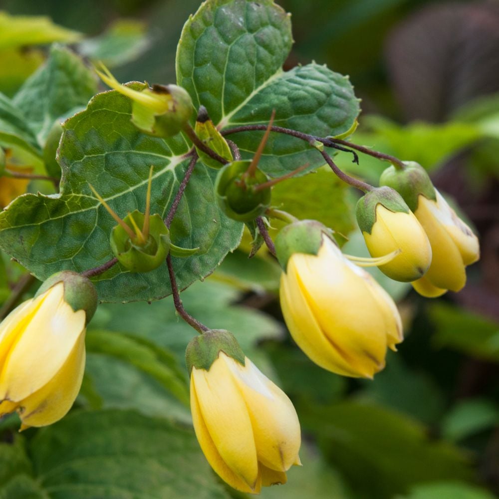 Kirengeshoma palmata Yellow Wax Bells
