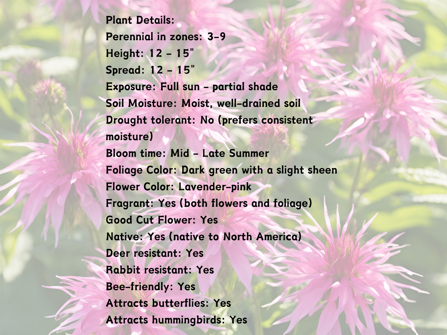 Monarda 'Petite Delight'