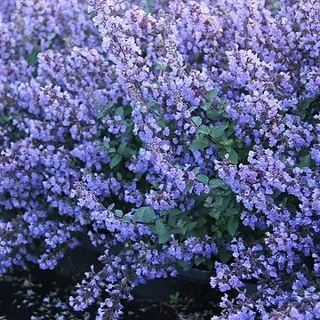 Nepeta faassenii 'Purrsian Blue' Catmint