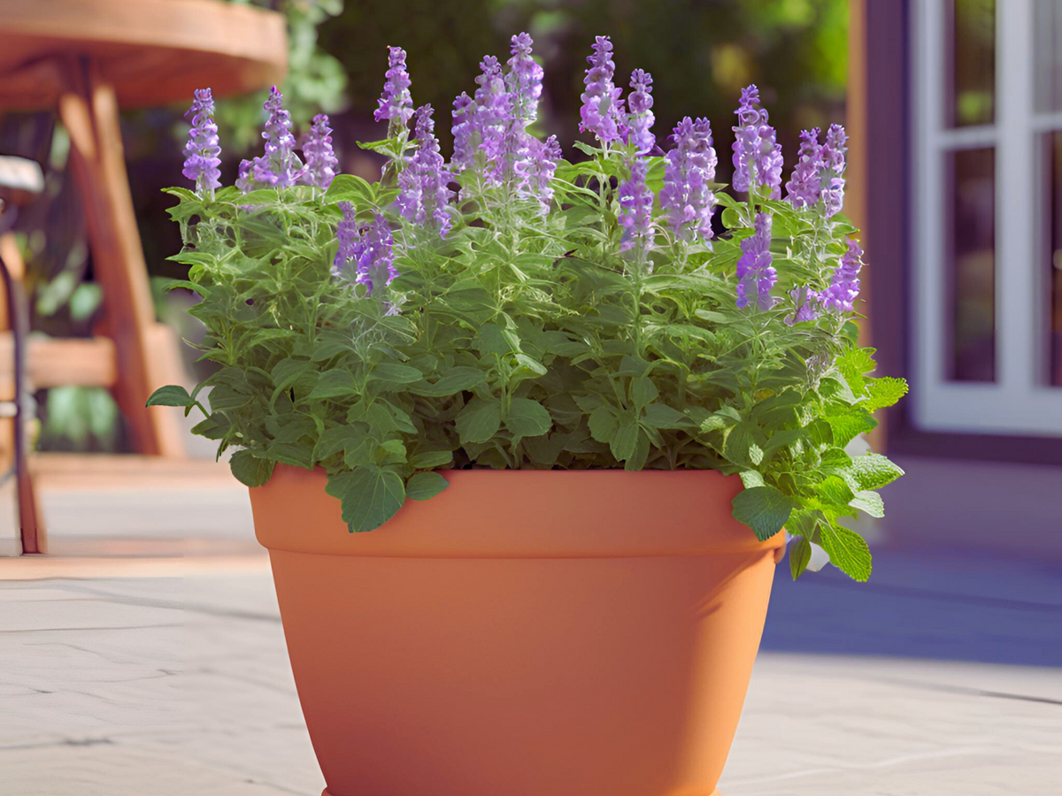 Nepeta 'Little Trudy®'