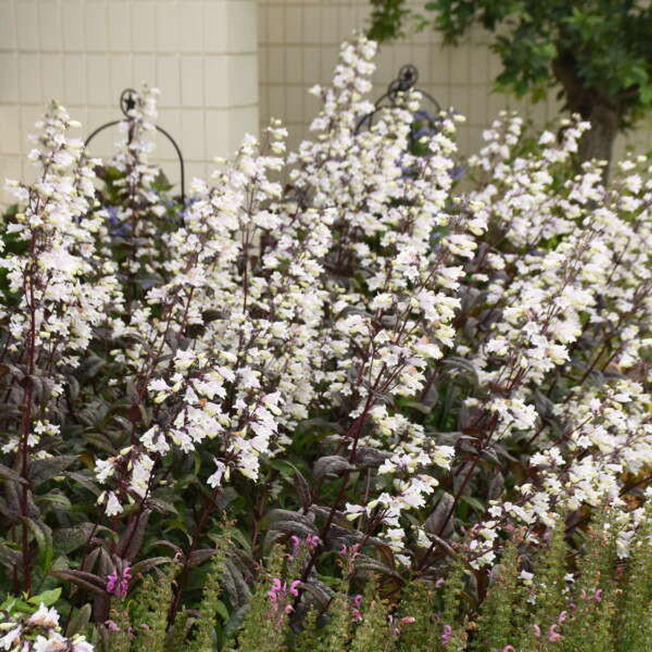 Penstemon ‘Onyx and Pearls’