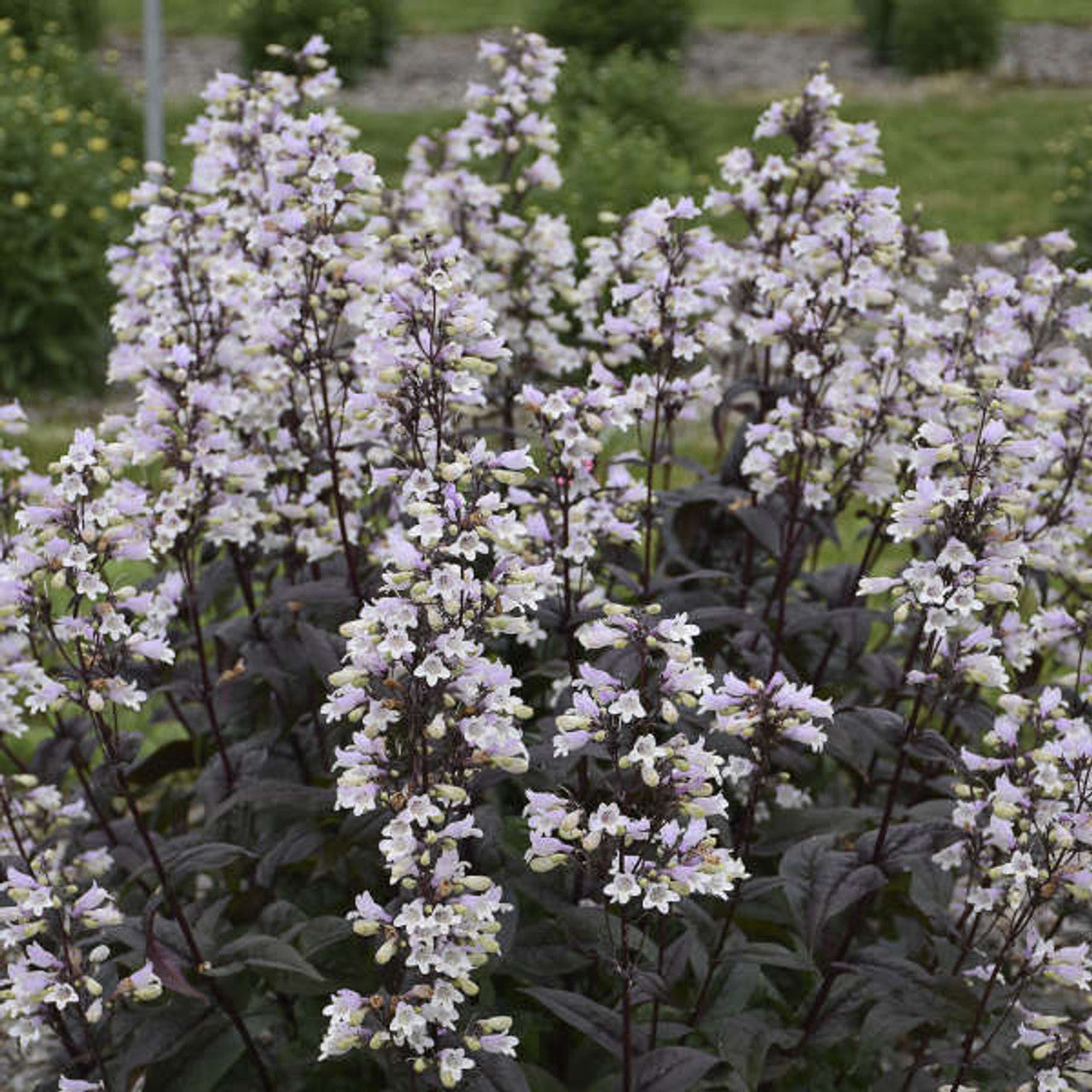 Penstemon ‘Onyx and Pearls’