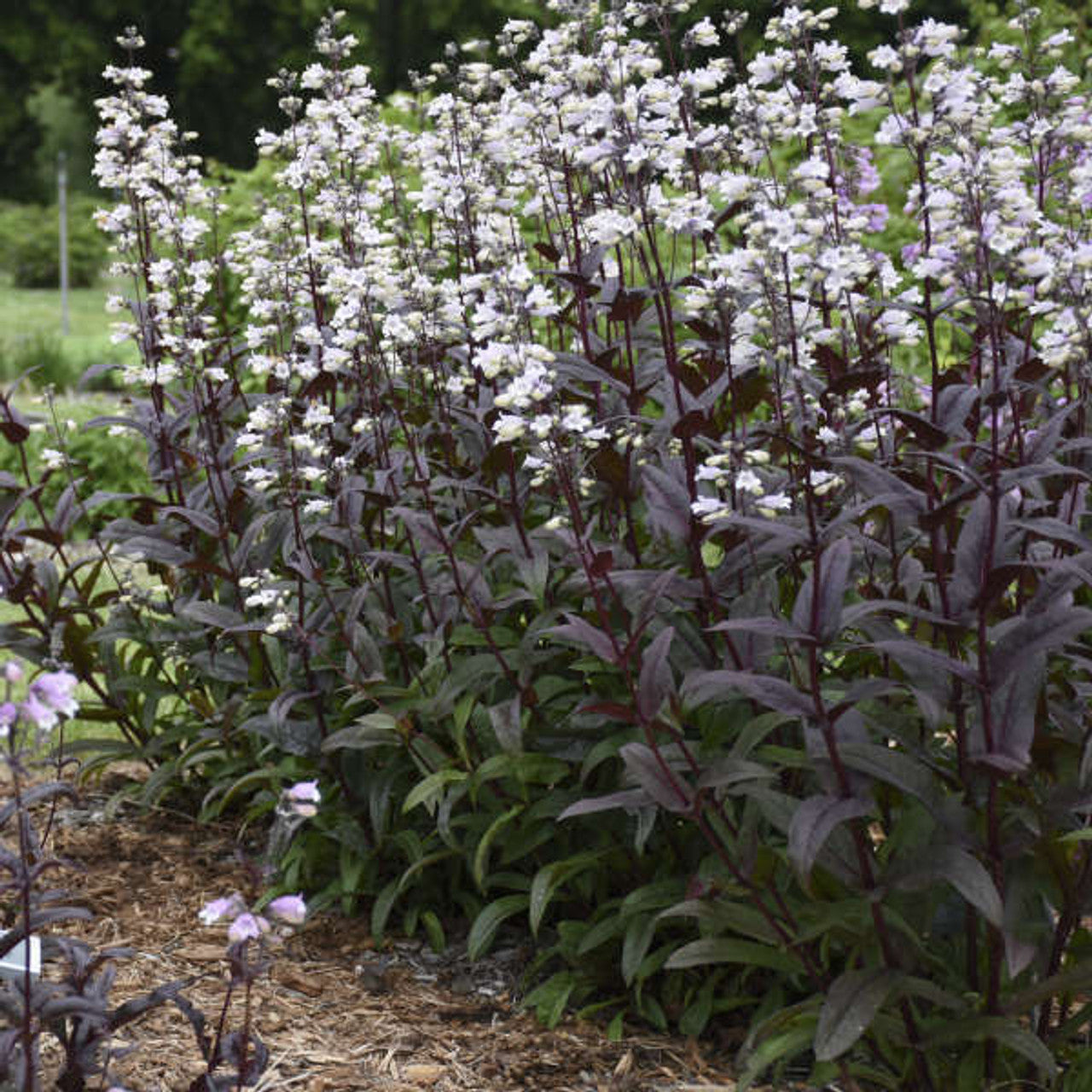 Penstemon ‘Onyx and Pearls’