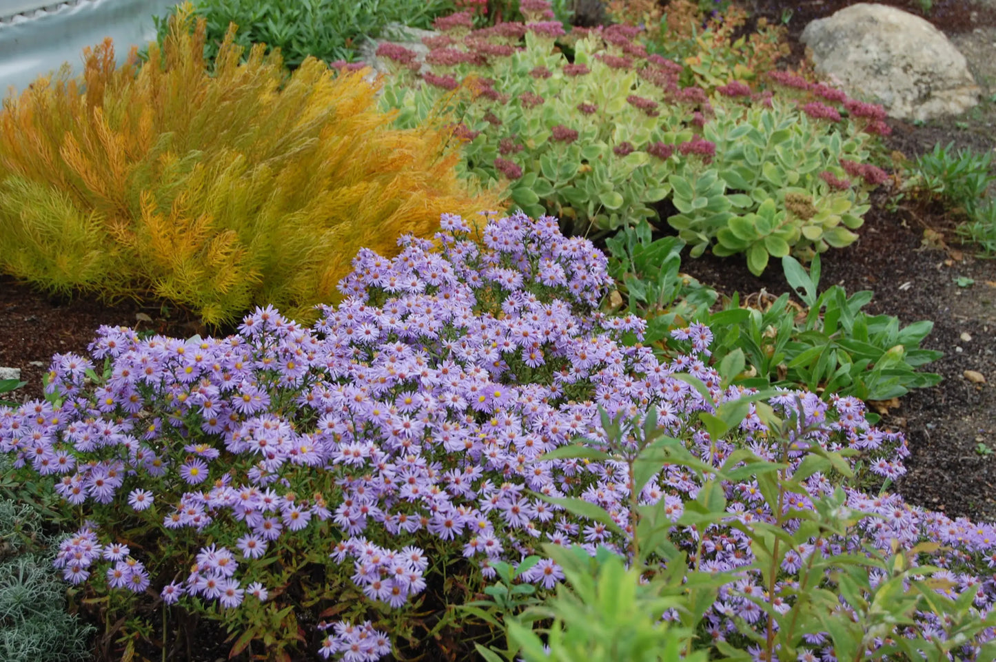 Aster 'Wood's Light Blue'