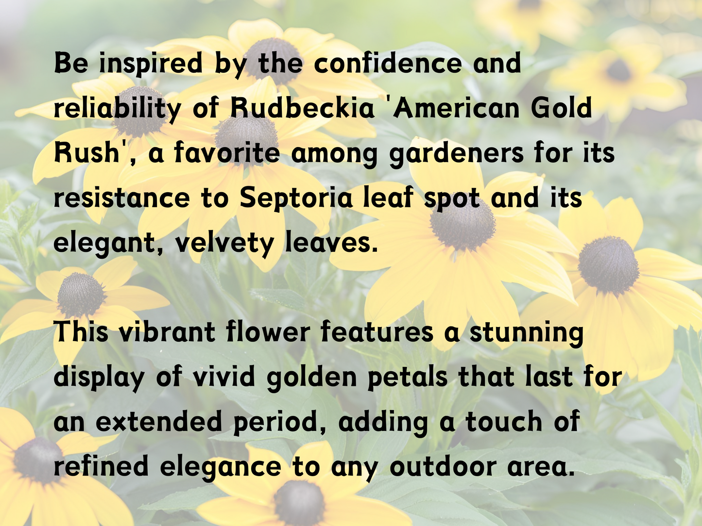 Rudbeckia 'American Gold Rush'