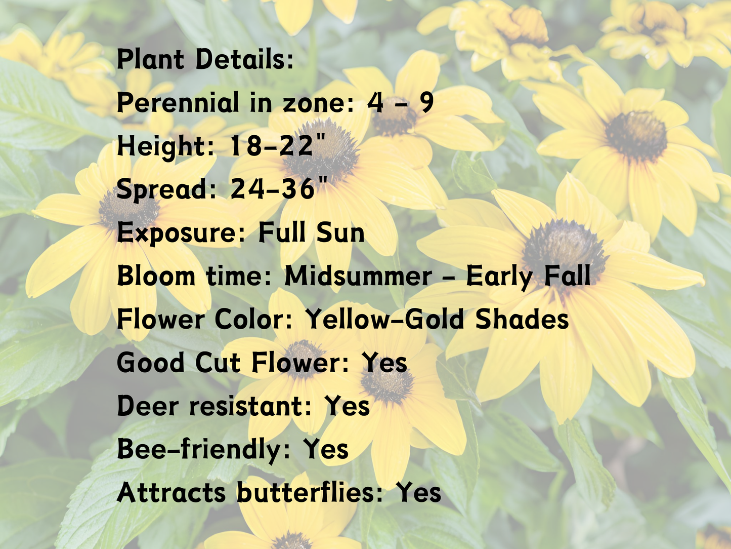 Rudbeckia 'American Gold Rush'