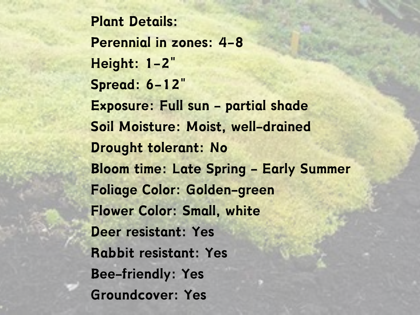 Sagina 'Scotch' Moss