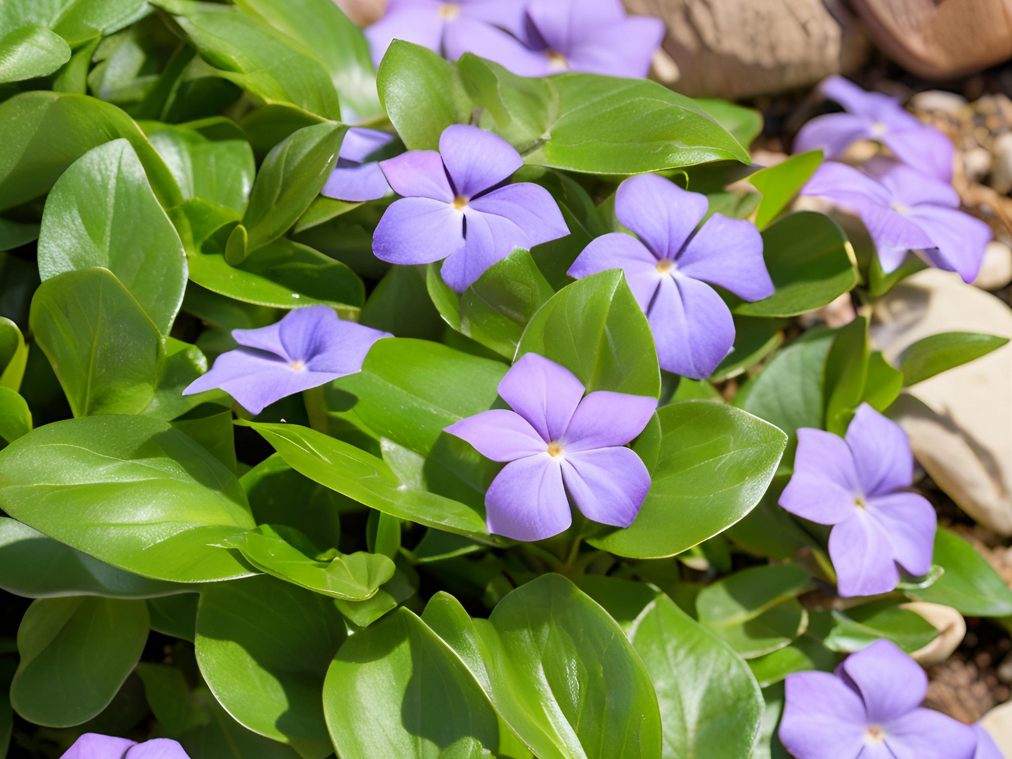 Vinca 'Bowles'