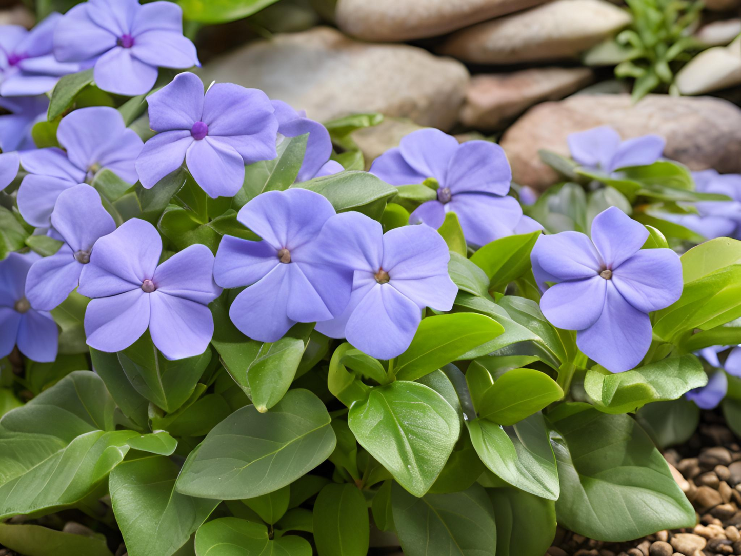 Vinca 'Bowles'