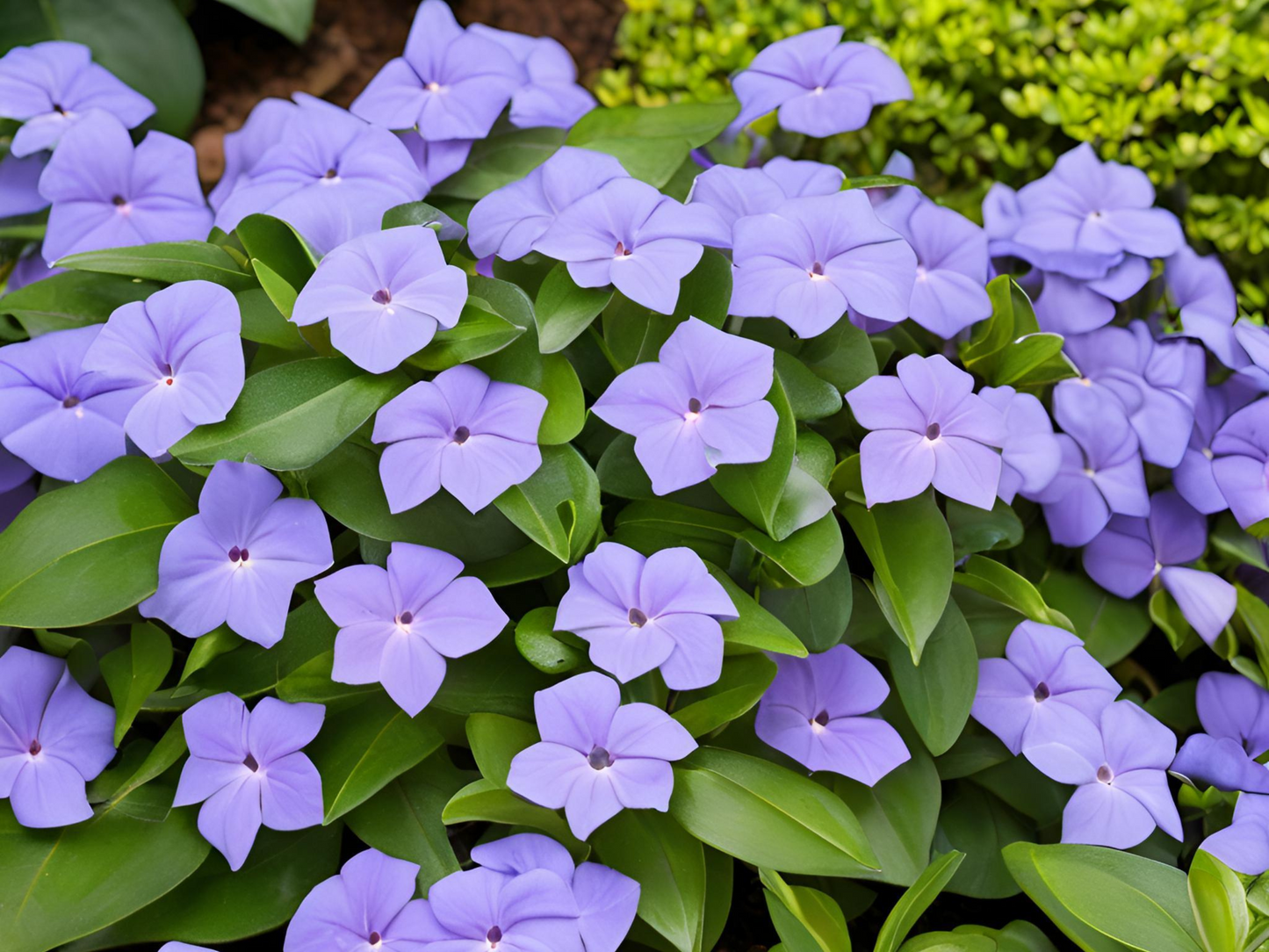 Vinca 'Bowles'