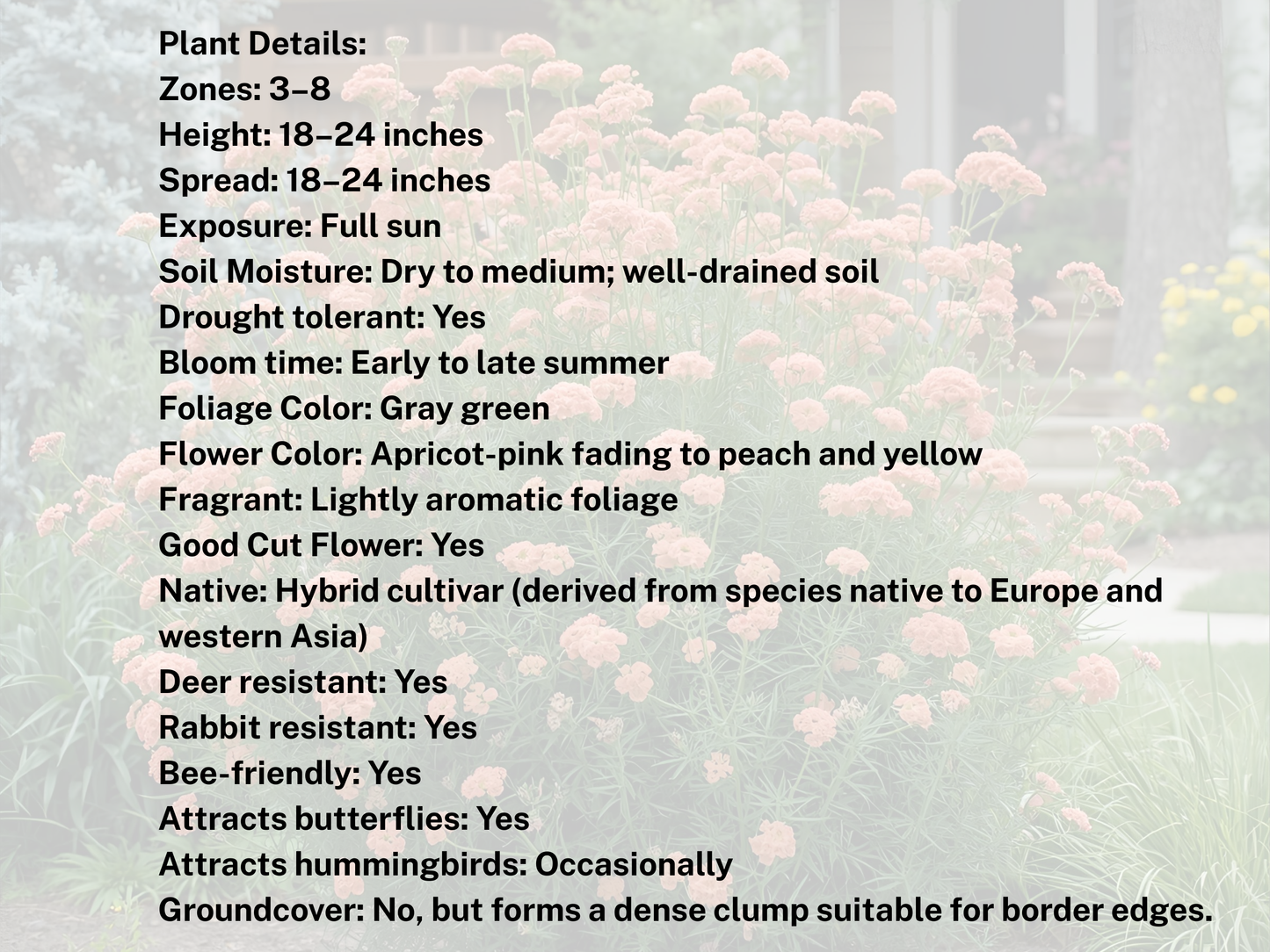 Achillea Apricot Delight