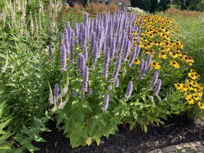 Agastache 'Black Adder' Anise Hyssop