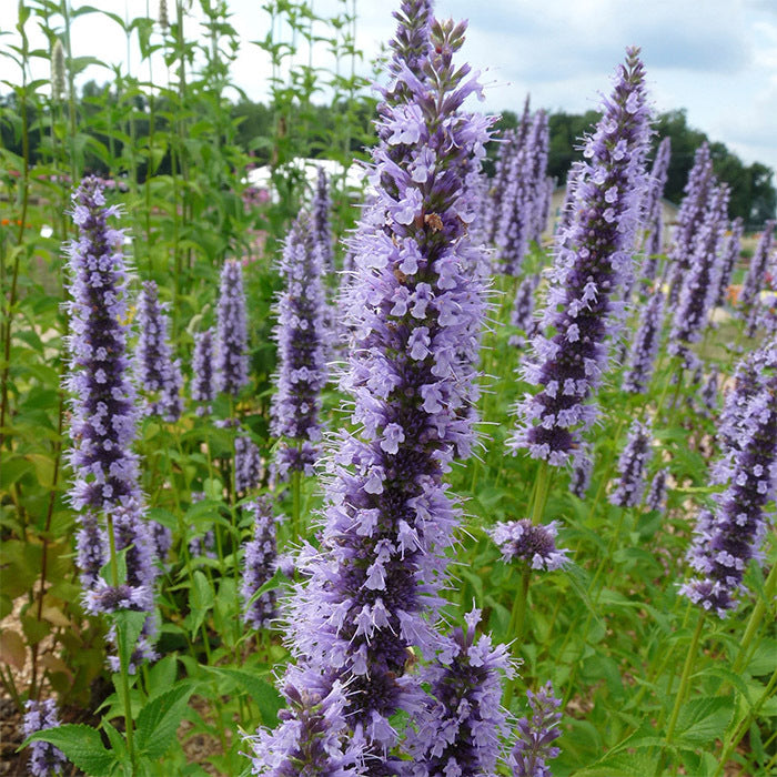 Agastache 'Black Adder' Anise Hyssop