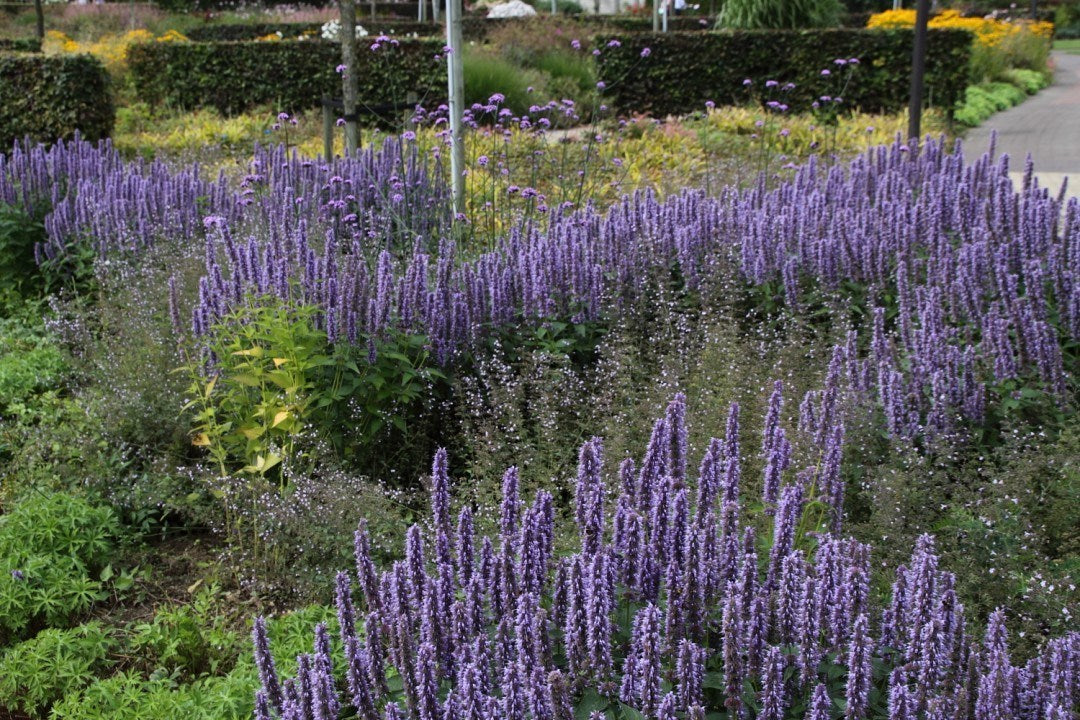 Agastache 'Black Adder' Anise Hyssop