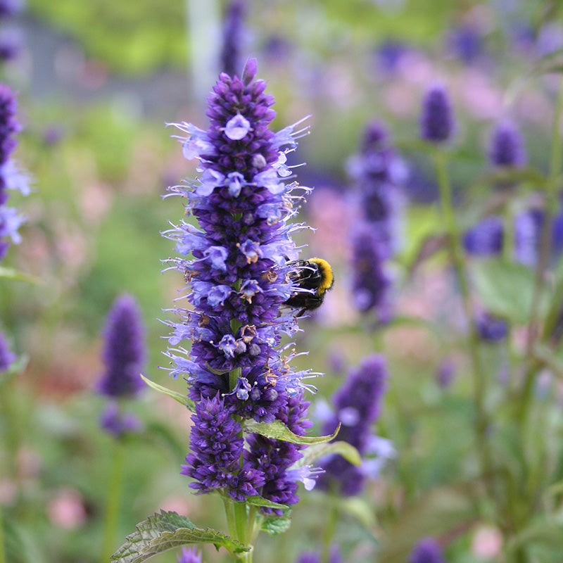 Agastache 'Black Adder' Anise Hyssop