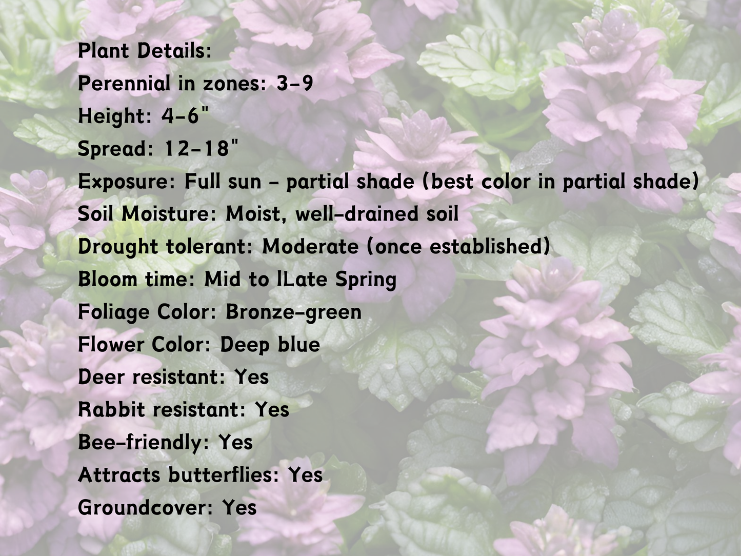 320 Ajuga 'Bronze Beauty'