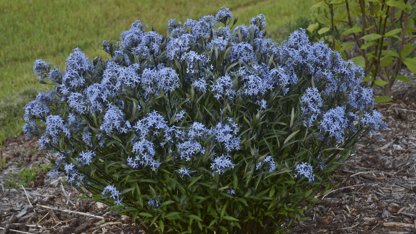 Amsonia 'Blue Ice'