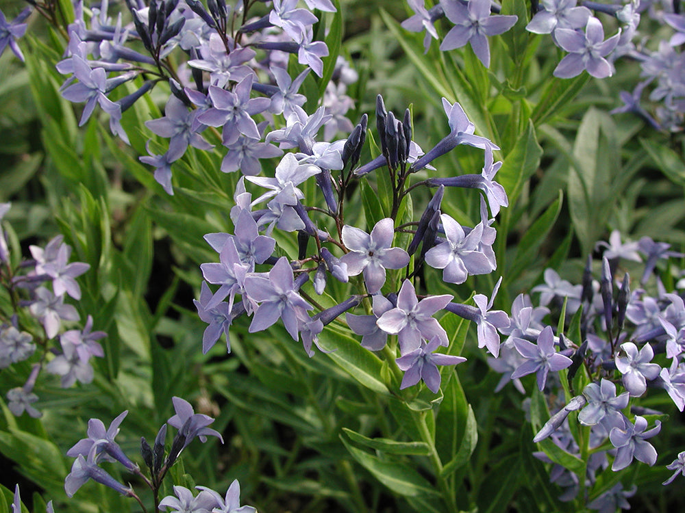 Amsonia 'Blue Ice'