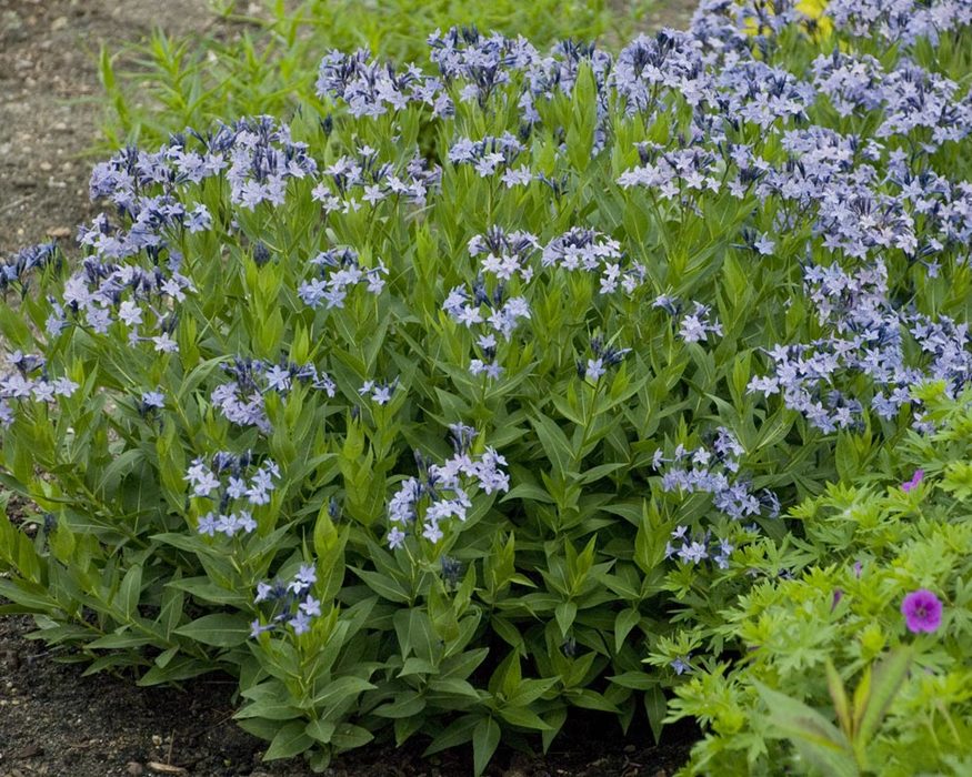 Amsonia 'Blue Ice'
